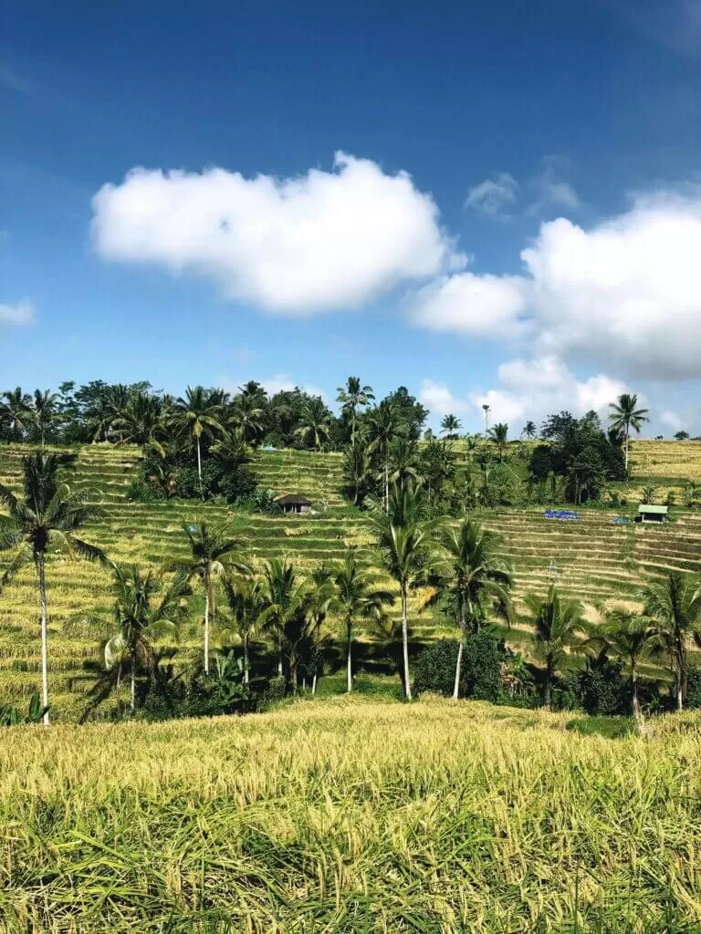 bali, canggu, indonesia, arrozales