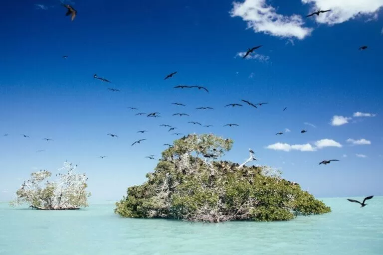 foto de sian kan. una isla en el medio del mar con vegetacion y pajaros volando alrededor.