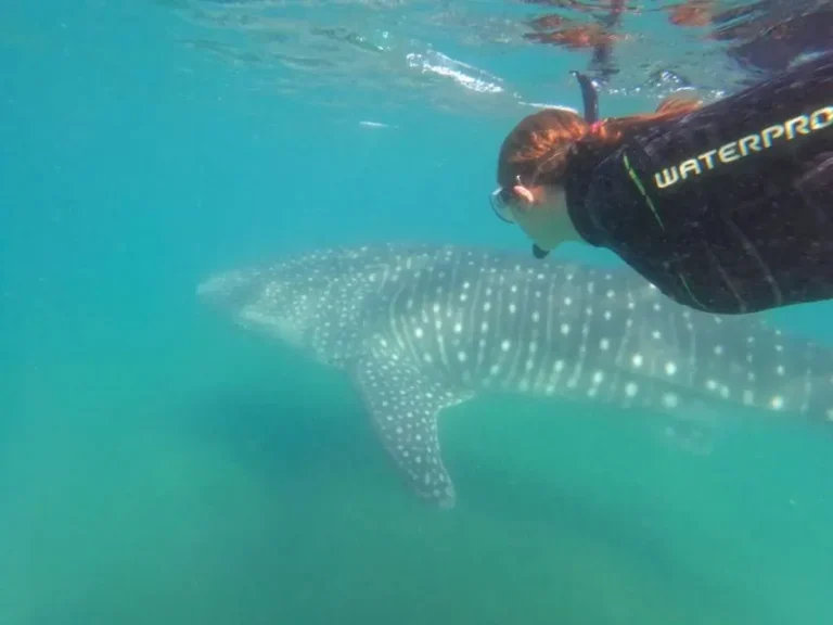 persona haciendo snorkel con una ballena enorme al lado