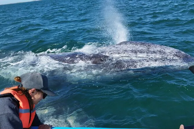 persona viendo una ballena desde el barco. la ballena se encuentra en el mas muy cerca