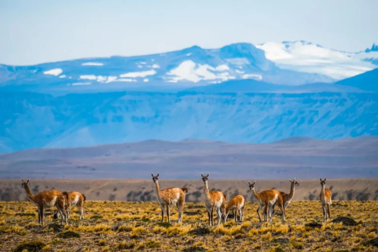 se ven llamas en una pradera y detras una gran montaña